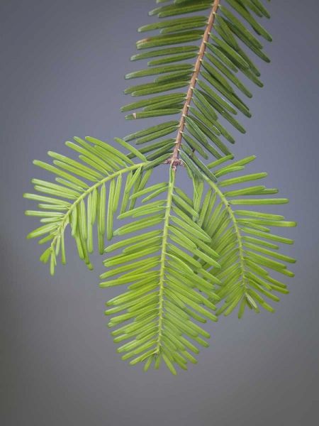 Washington, Stehekin Close-up of new fir needles